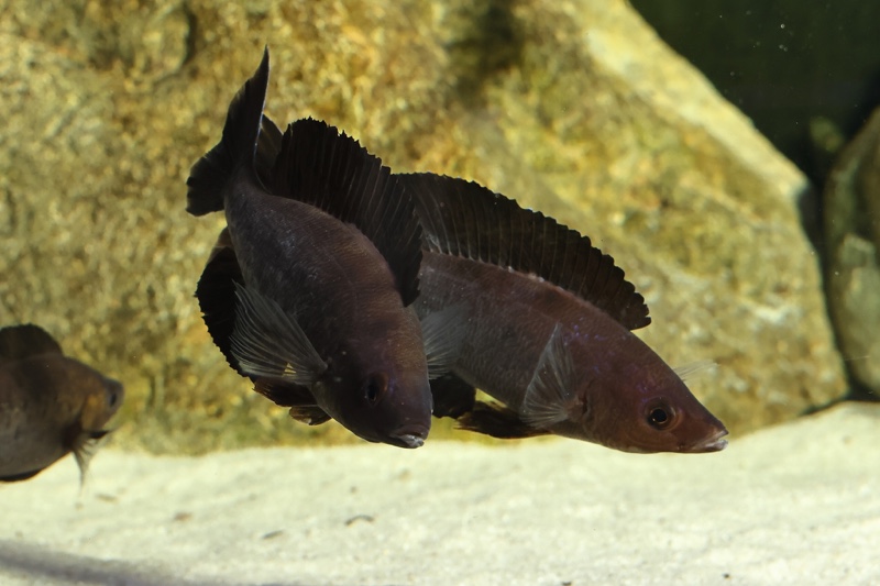 Cyprichromis microlepidotus 'Kiriza'